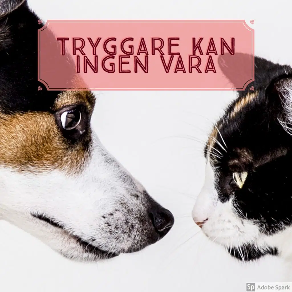 "Tryggare kan ingen vara" står det över bild på hund och katt i profil. Hembesök för djur.