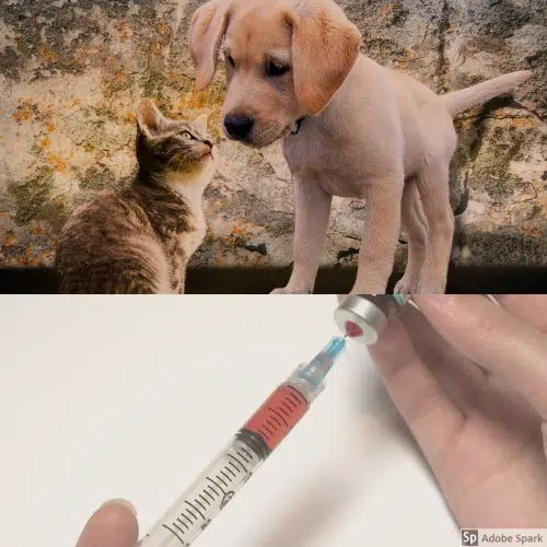 En kattunge och en valp nosar på varandra på den övre halvan av bilden. På den nedre delen syns en vaccinspruta som drar upp vaccin ur en vaccinflaska. I aprilkampanjen kan du får 50 % rabatt på framkörningen när du bokar en vaccination.