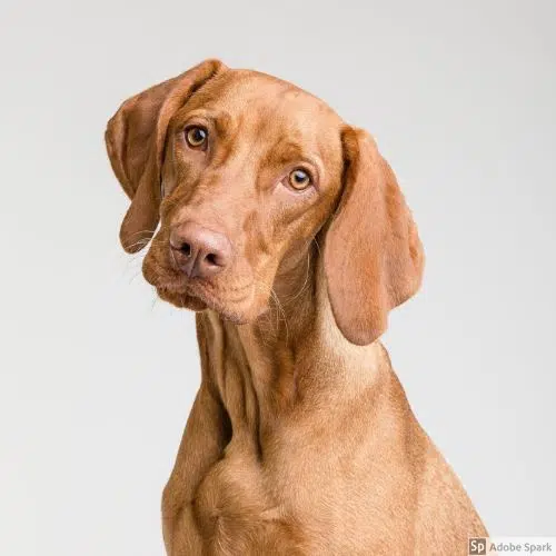 En brun hund med kort släthårig päls tittat mot fotografen med huvudet lite på sned. Hunden är förhoppningsvis vaccinerad mot parvovirus.