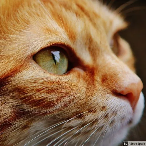 Närbild på ansiktet av en röd och vit katt som titter åt höger i bild. Kom ihop att vaccinera din katt mot kattnuva.