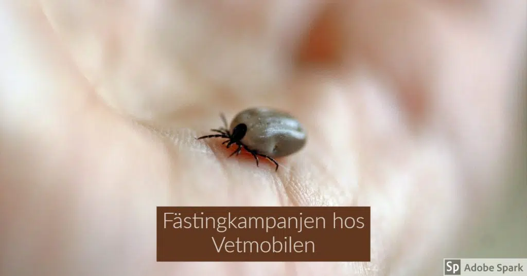 Fästingar finns i ett 20-tal arter bara i Sverige. Här är det troligen igelkottsfästingen som även biter hundar och katter. På bilden finns den i en handflata. Texten Fästingkampanjen hos Vetmobilen står under.