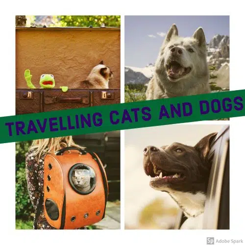 Collage av bilder på katter och hundar på resa. Travelling cats and dogs står det i en grön skylt tvärs över. Före utlandsresa måste de vaccineras mot rabies.