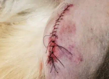 Såret ihopsytt efter att hunden hade kommit åt att bita upp stygnen. Det är en av de komplikationer som kan ske efter operation.
