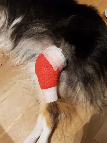 Rött tjusigt bandage på hunden Tess vänster bakben. Komplikationer efter operation händer ibland, även om man gör alla försiktighetsåtgärder.