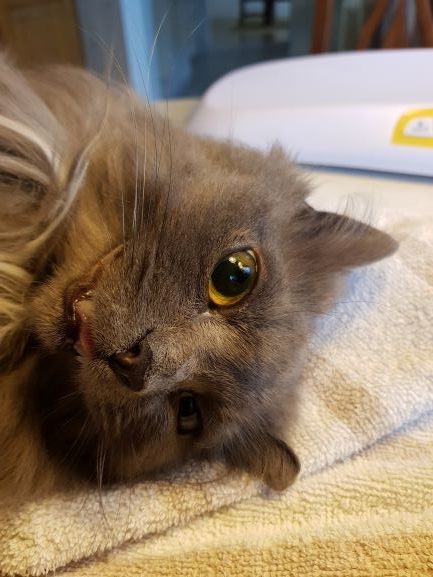 En grå katt ligger med ögonen öppna för undersökning av hornhinnan i höger öga. Ett gott samarbete med en veterinär på Ljungby smådjursklinik gjorde att katten fick en remiss för vidare undersökning samma vecka.