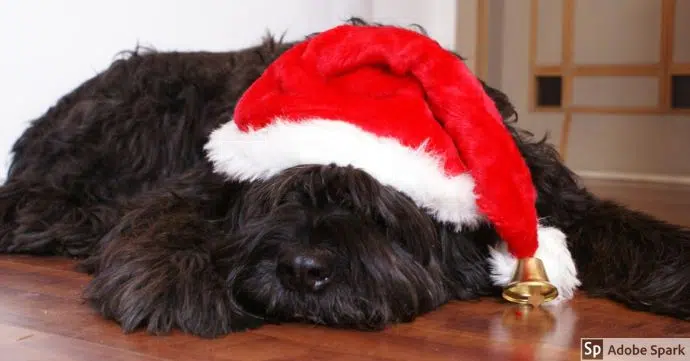 Svartbrun hund som har en tomteluva på sig. Hunden ligger och sover. Nu är vi redan i december och det närmar sig jul.