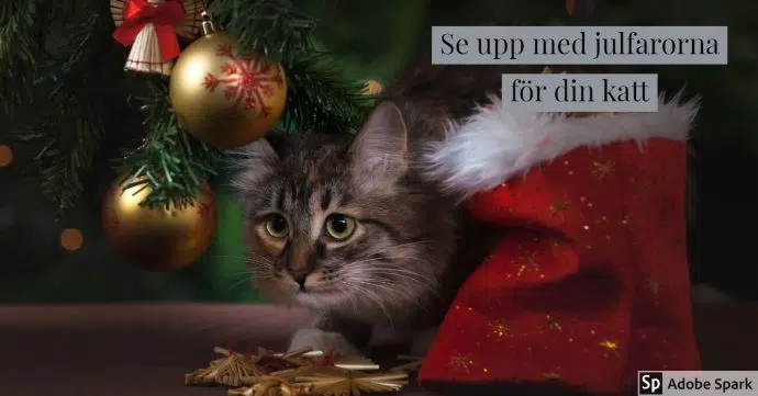 En kattunge sitter under granen men julgranskulor som hänger ner från den. Texten "Se upp med julfarorna för din katt". Bilden ska symbolisera att du inte vill ha stress av att katten blir sjuk av att äta presentsnören, till exempel.