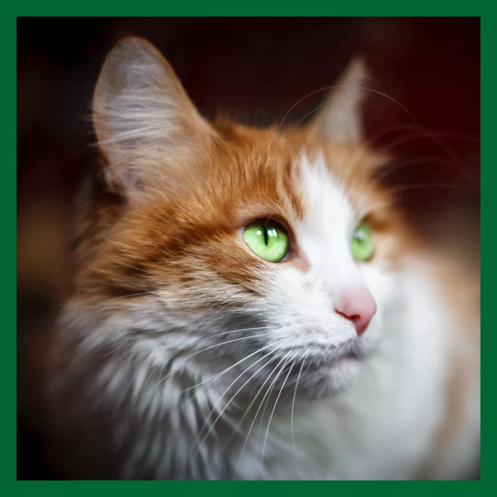 Röd och vit katt med gröna ögon som tittar lite snett till höger i bild. Fotot symboliserar att du bör vaccinera din katt mot kattsnuva. Boka tid för hembesök av Vetmobilen.