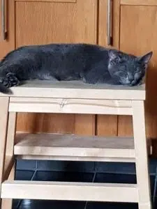 Blågrå katt, Vilda, ligger på en träpall och sover. Hon hade navelbråck hos katt.