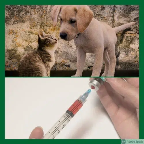 Kattunge och hundvalp i övre delen av bilden. En spruta med vaccin i nedre delen av bilden. Vaccinationspåminnelse ger rabatt vid vaccinationen.