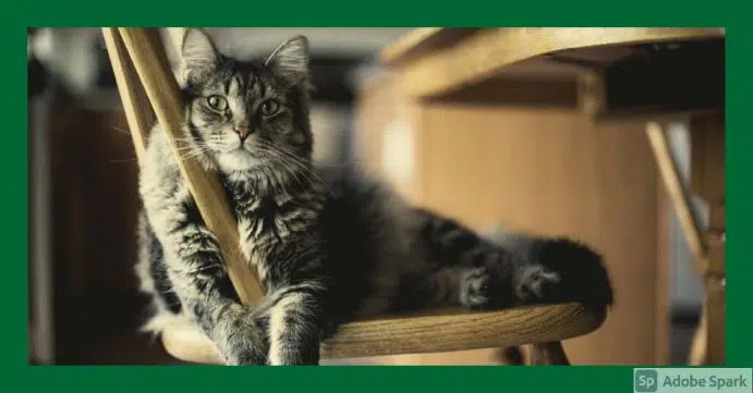 Långhårig katt ligger på en stol och tittar in i kameran. Symboliserar tidsbokning katt.