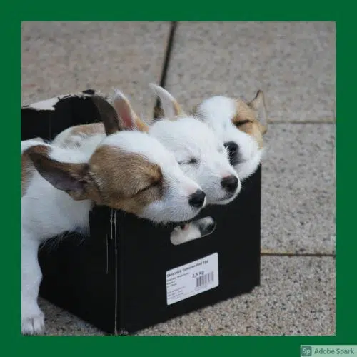 Tre små valpar som sover i en svart låda. Den ska symbolisera besiktning av valpar av veterinär Älmhult.
