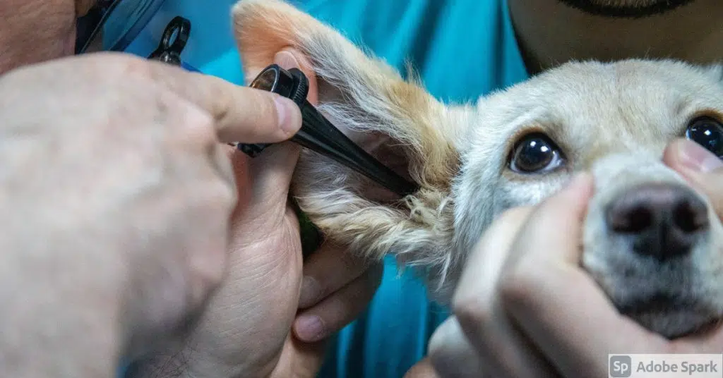 Veterinären otoskoperar en hunds öra. Bilden symboliserar öroninflammation hund. Öronen kan behöva rengöras med Otoclean öronrengöring som du kan köpa på Vetbutiken.