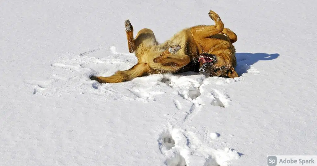 Schäferliknande hund som rullar runt i snön. Tassarna kan bli torra och såriga av kylan. Vi rekommenderar därför en tassalva för hund. Finns att köpa i Vetbutiken.