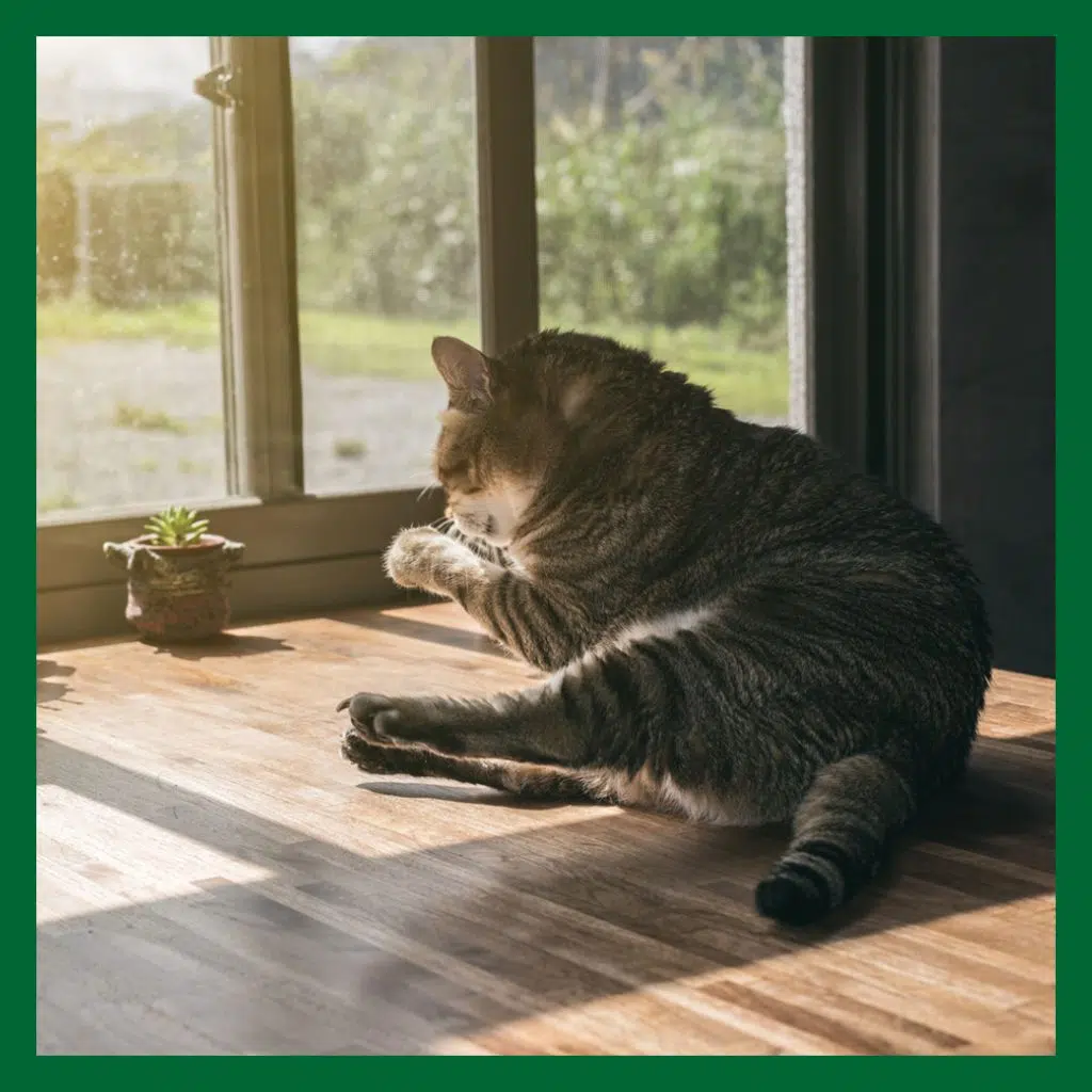 En äldre tigrerad katt sitter bortvänd från kameran uppe på ett bord vid ett fönster. Solen skiner in genom fönstret. Katten slickar sin vänster framtass. Bilden symboliserar en äldre katt där det kanske är dags att låta din katt somna in.