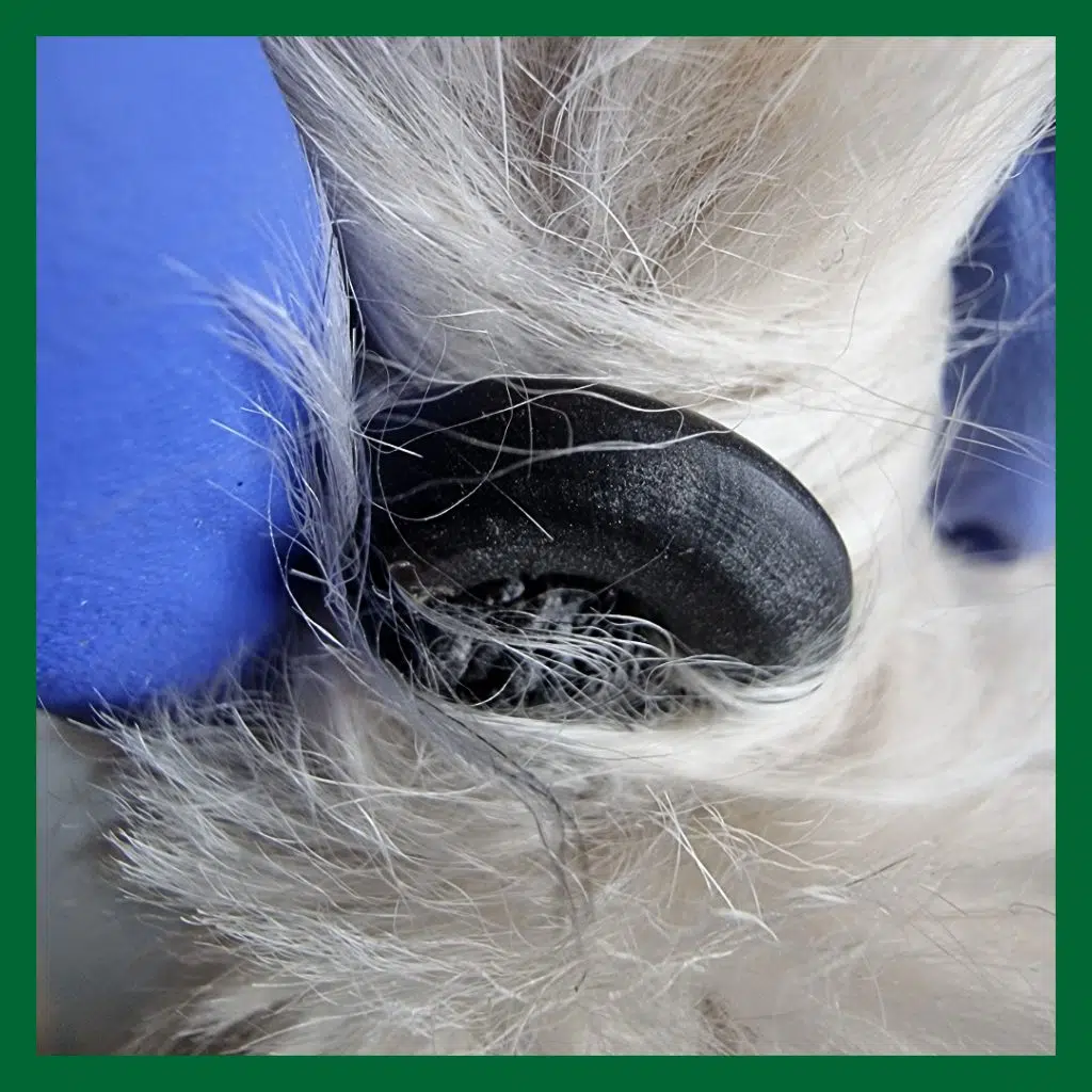 En blåbehandskad hand håller i en baktass på en hund. Klon har vuxit runt och är nästan helt cirkulär. Hundens klor på sporrarna fram eller extratår bak kan bli förvuxna när de inte slits mot underlaget.