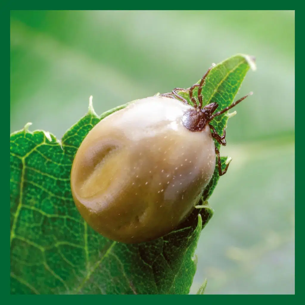 En stor fästing på ett grönt blad. Fästingburna sjukdomar kan drabba människor och djur.
