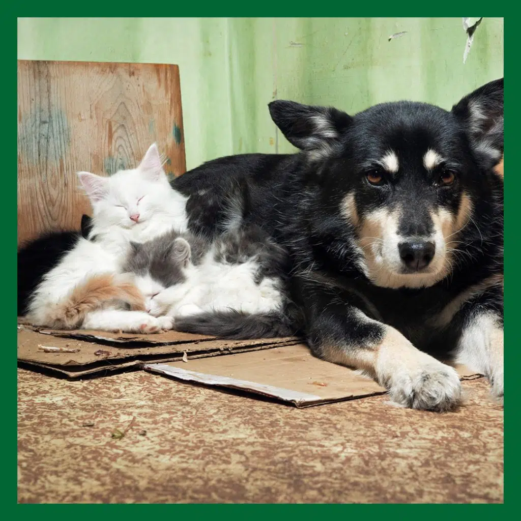 Två katter ligger och sover intill en stor svart, vit och tan hund. Bilden symboliserar att många djur behöver ha fästingmedel för att skydda dem mot fästingar.