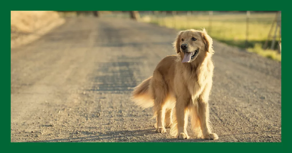 En golden retriever hund står på en grusväg som leder bort i fjärran. Läs mer om Vetmobilens tjänster för hund på denna sida.