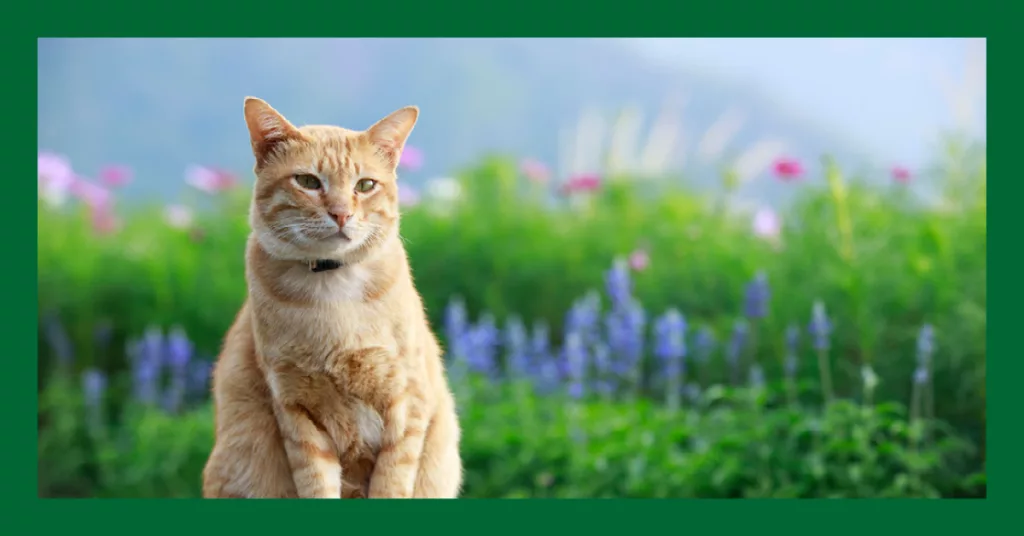 En rödtigrérad & vit katt mot en blommig och grönskande bakgrund. Läs mer om våra tjänster för katt på vetmobilen.se