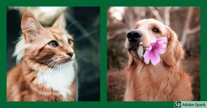 röd & vit katt och golden retriever med en blomma i munnen. Symboliserar vård i livets slut på vetmobilen.se