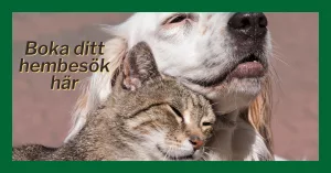 Boka ditt hembesök står det på en bild av en randig katt och en ljus hund. Du bokar enklast ditt hembesök på vetmobilen.se