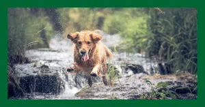 Hund som springer i vatten. Urin från smittade råttor kan leda till leptospiros hos hund.