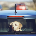 Hund i bakfönstret på en bil. Lämna aldrig din hund i bilen när det är varmt eller soligt. Det är en av sommarens faror.