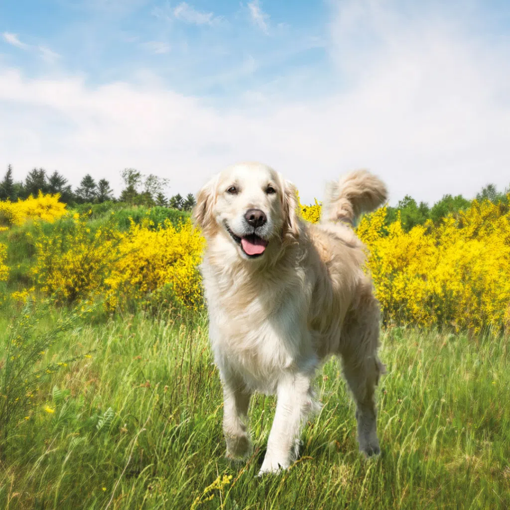 Golden retriever hund mot en somrig bakgrund med blå himmel, lite moln och gula och gröna växter i bakgrunden. Vet du vilka sommarens faror är som du vill undvika?