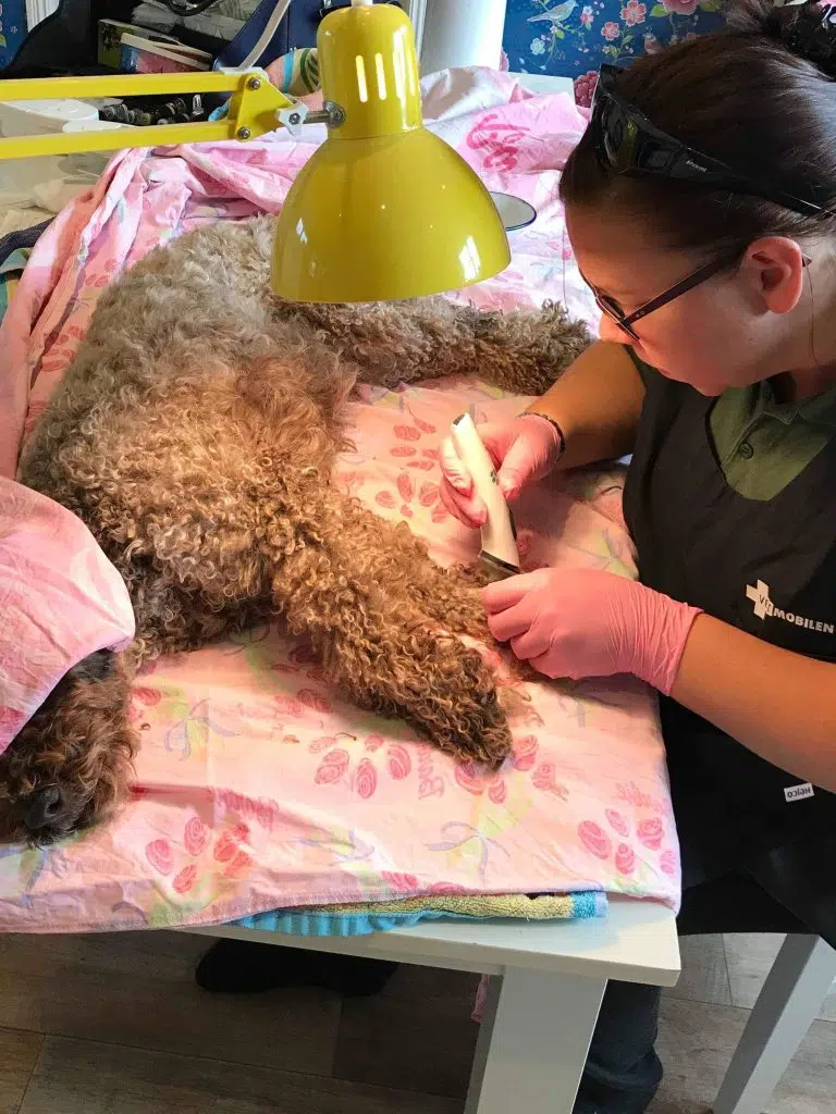 En lockig brun hund (Lagotto romagnolo) ligger lugnt på bordet efter att ha fått lugnande. Veterinär Agneta klipper bort päls från tassen och den tå som fått ett klobrott.