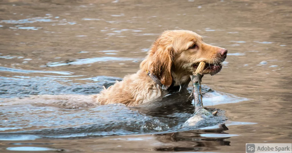 Golden retriever som simmar medan den håller en pinne i munnen. Bilden symboliserar att en del hundar som gillar att bada kan få fukteksem.