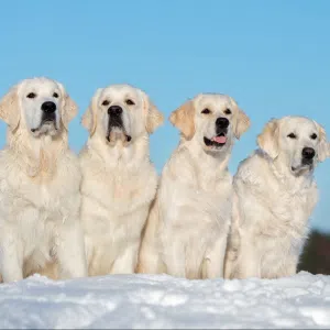 Fyra golden retrieverhundar sitter i vit snö mot en blå himmel.
