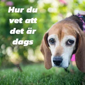 "Hur du vet att det är dags" står i vit text. Bilden föreställer en gammal och grånad beagle-hund som ser trött och lite missmodig ut. Vi ger dig tips om när det är dags att låta hunden få somna in.